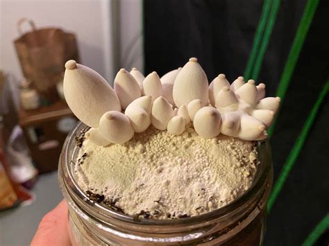 r/Mushrooms4Coldsores .